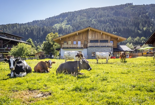 die Kühe beim Rasten hinter der Dorfalm