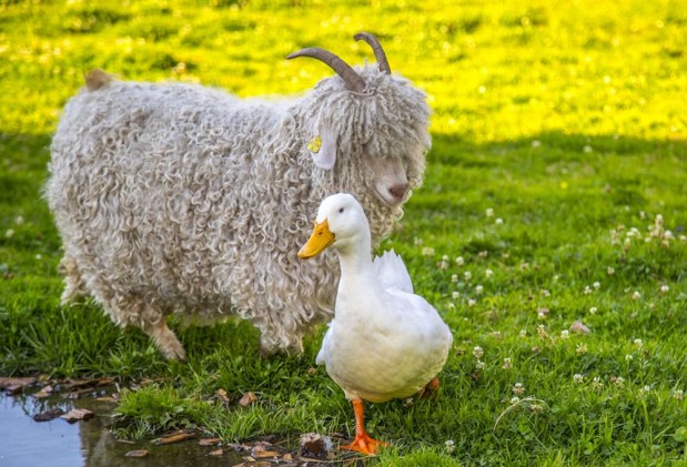 Tiere auf dem Bauernhof