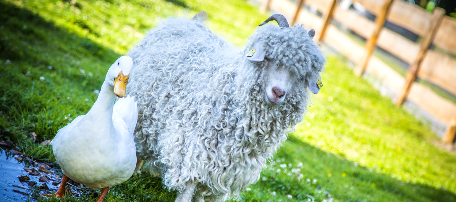 Tiere auf dem Bauernhof